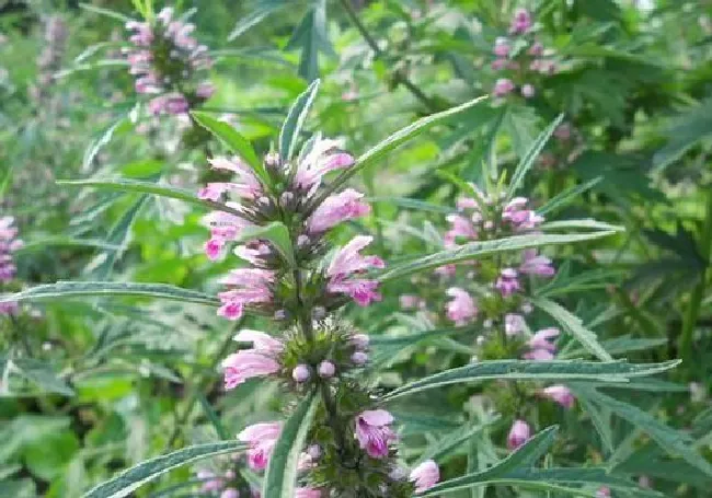 月经量少可以吃益母草颗粒吗 多囊月经量少可以吃益母草颗粒吗