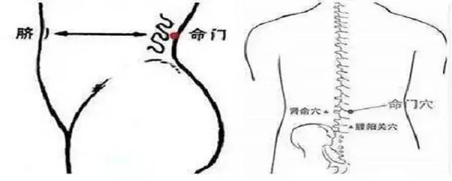 命门的准确位置图 命门的准确位置图视频