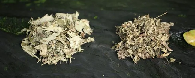 什么样的艾草能做枕头能长期用 艾草作枕头好吗