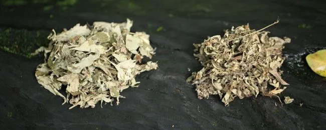 艾草可以做枕头睡吗（用艾草可以做枕头吗）